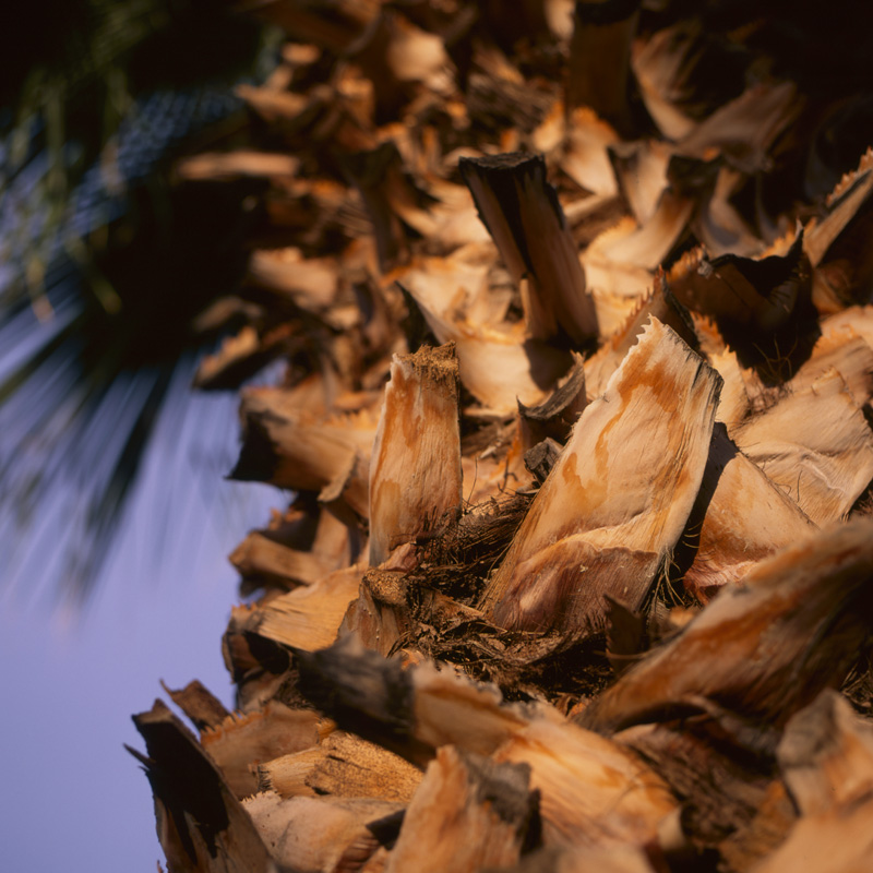 bark detail