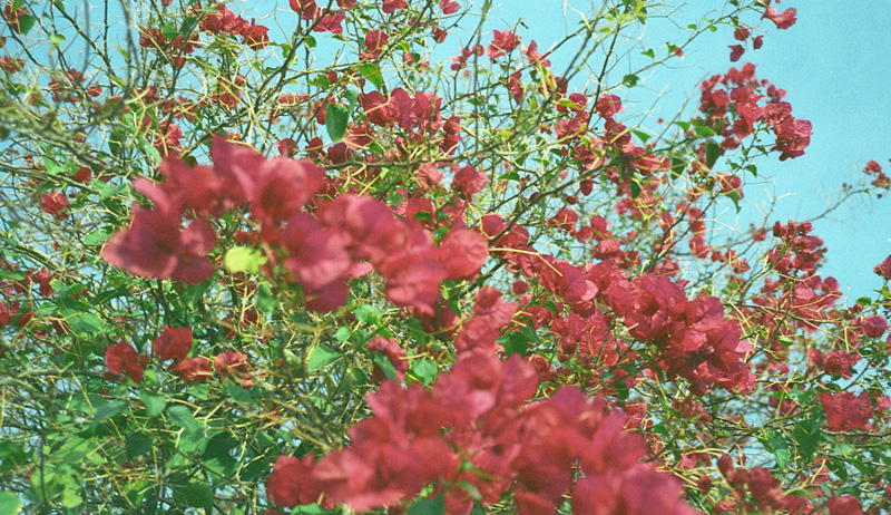 brightly colored landscaping