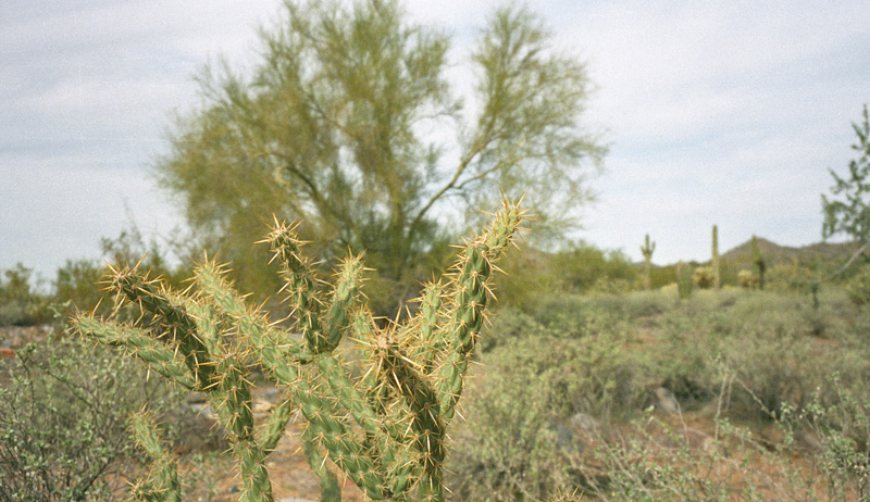 wandering in the desert thirteen