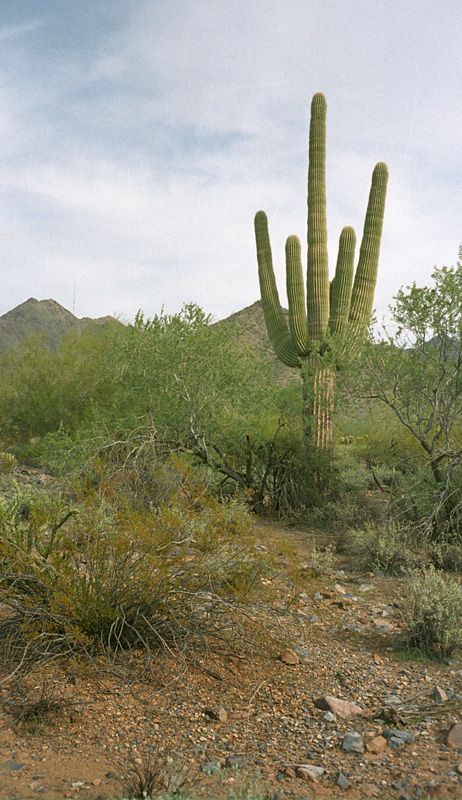 wandering in the desert eleven