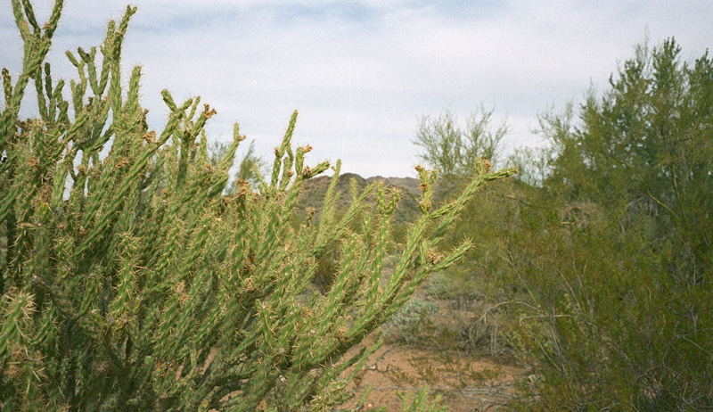 wandering in the desert fourteen