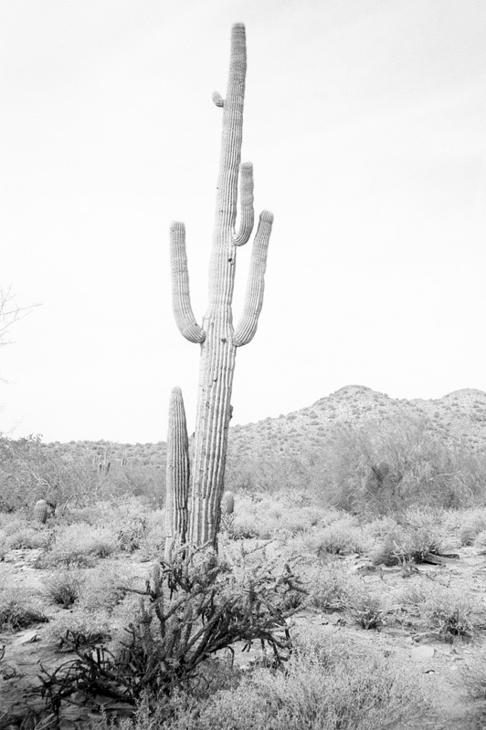 wandering in the desert one