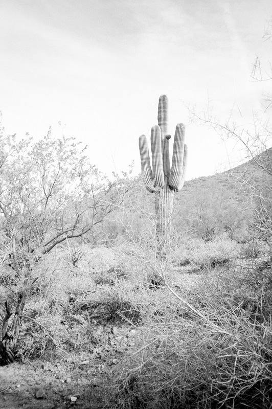 wandering in the desert two