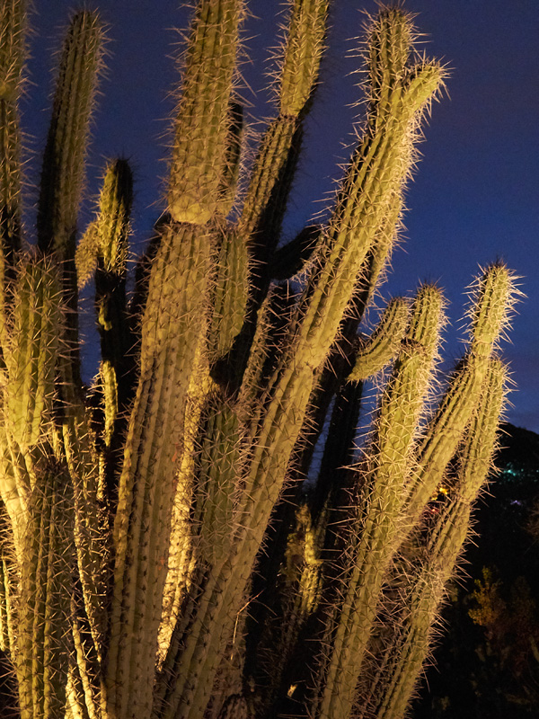 evening succulent one