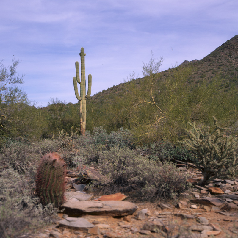 wandering in the desert ten