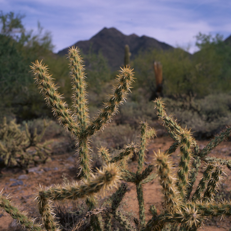 wandering in the desert nine