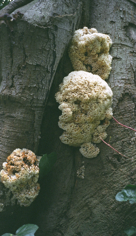 fungus one