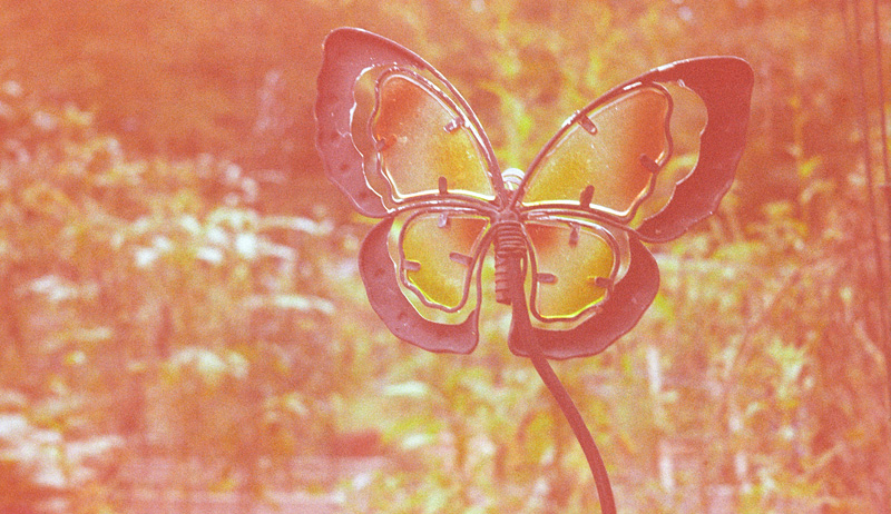 decorative butterfly