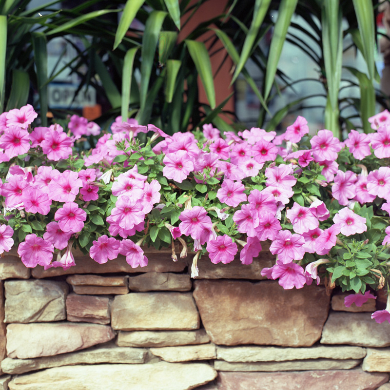 green pink and brick