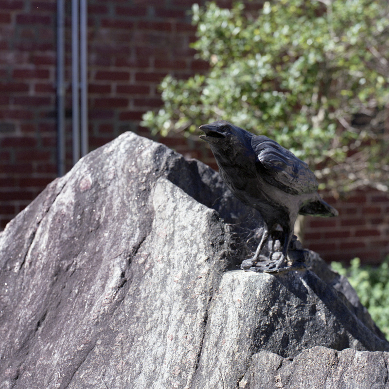 native wildlife three