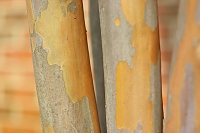 peeling bark