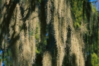 spanish moss two