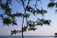 tree at the beach