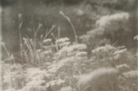 queen anne's lace