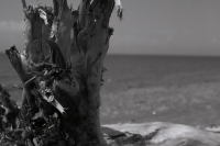 driftwood six