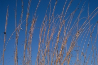 marsh grass