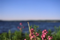 flowers on the lake