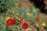 flowers in the vineyard