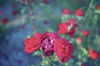 city of roses four