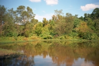 reflections on a muddy pond