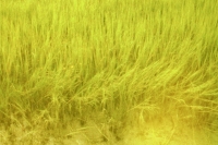 marsh grass on the intercoastal