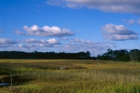 on the marsh one