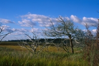 on the marsh two