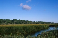 on the marsh three