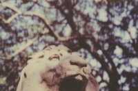 portrait of a stone lion