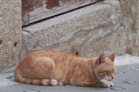 resting on the sidewalk