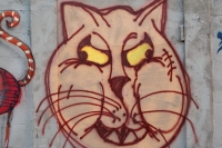 gato doméstico dois