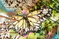 butterfly one