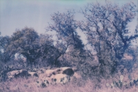 mellow nature