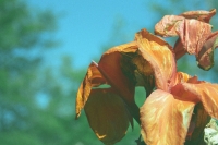 dilapidated iris