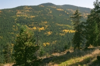 aspens four