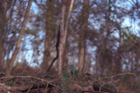 toxic waste barrel in the woods