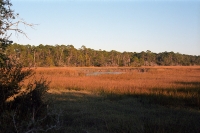 back on the marsh