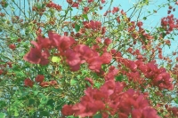 brightly colored landscaping