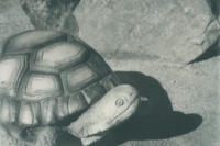 stone turtle