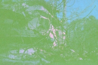 wandering in nature seven