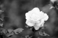 solitary rose
