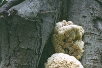 fungus one