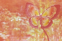 decorative butterfly