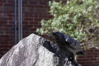 native wildlife three