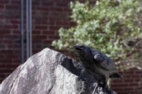 native wildlife three